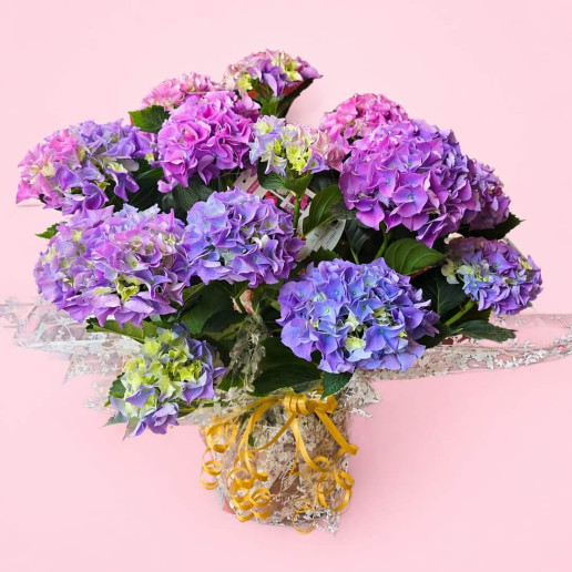 Enviar hortensias a domicilio en Granada
