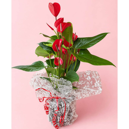 Comprar anturium en Granada